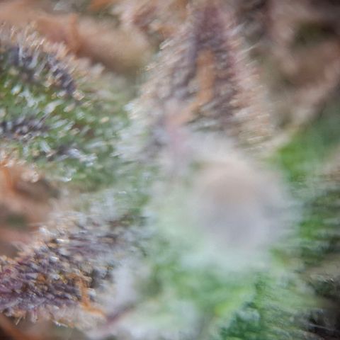 G13 Haze growlog timeline photo