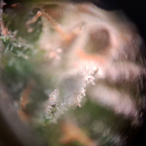 OG Kush growlog timeline photo