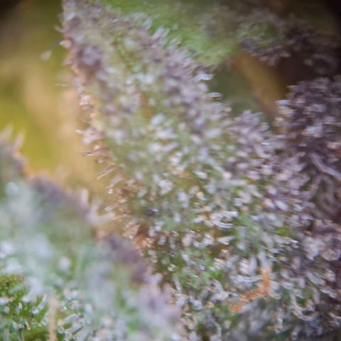 G13 Haze growlog timeline photo