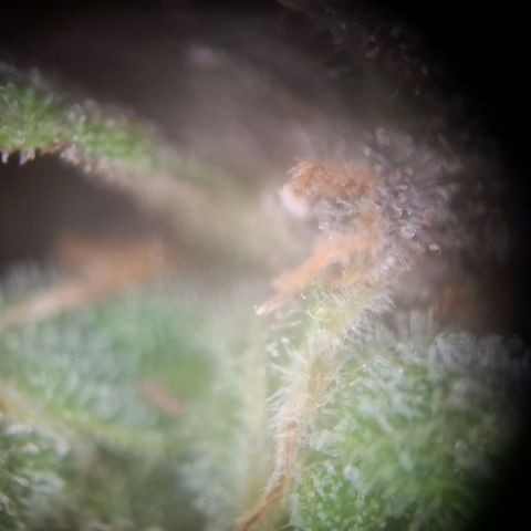 Acapulco Gold growlog timeline photo