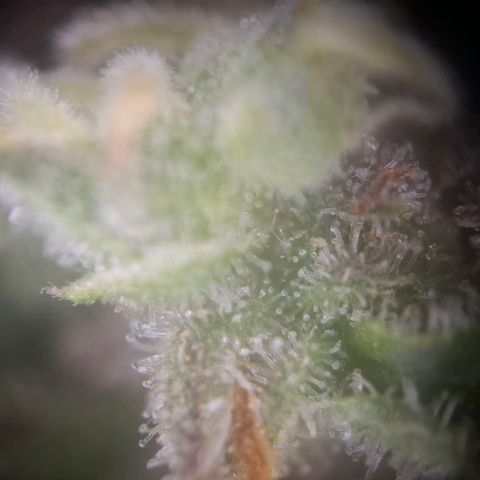 Acapulco Gold growlog timeline photo