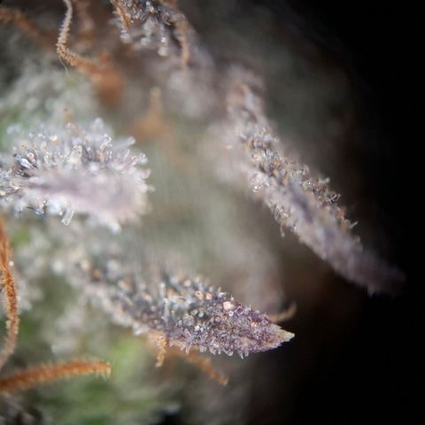 OG Kush growlog timeline photo