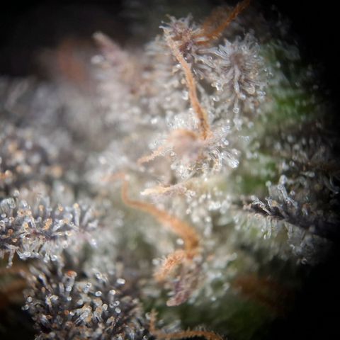OG Kush growlog timeline photo
