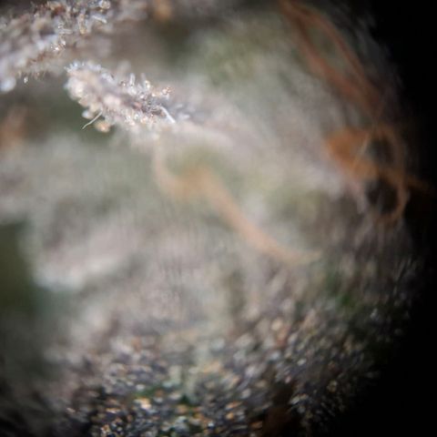 OG Kush growlog timeline photo