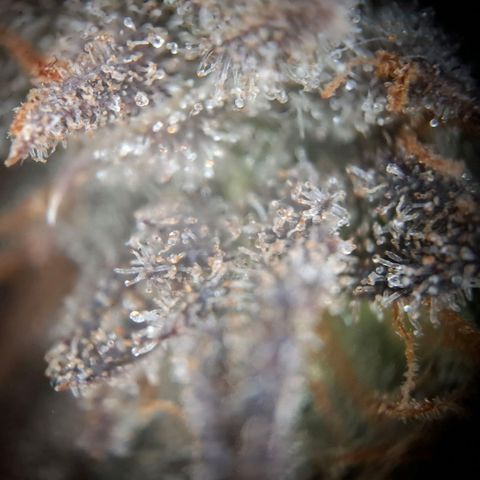 OG Kush growlog timeline photo