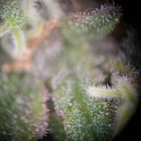 Acapulco Gold growlog timeline photo