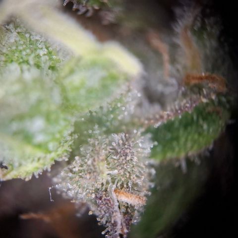 Acapulco Gold growlog timeline photo