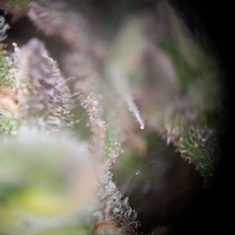 Acapulco Gold growlog timeline photo