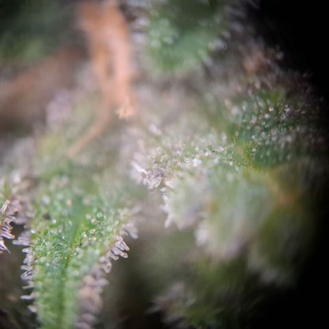 Acapulco Gold growlog timeline photo