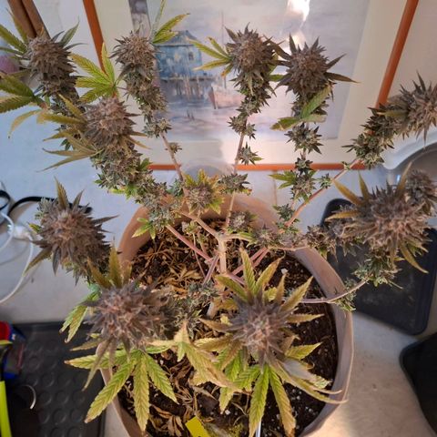 OG Kush growlog timeline photo