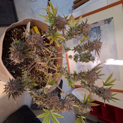OG Kush growlog timeline photo