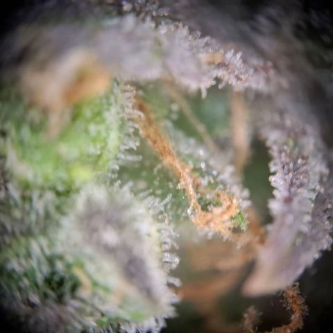 Acapulco Gold growlog timeline photo