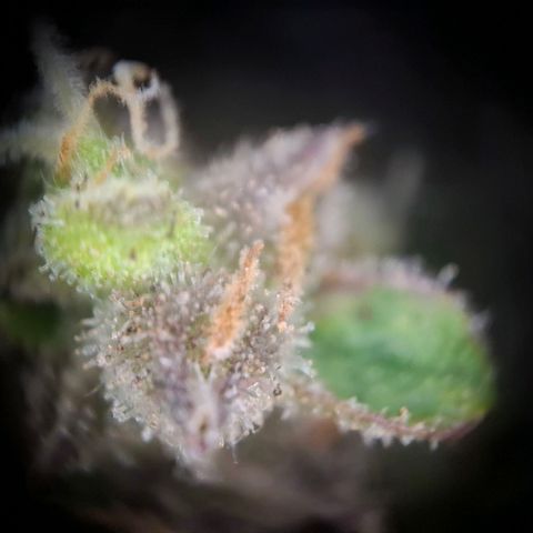 Acapulco Gold growlog timeline photo