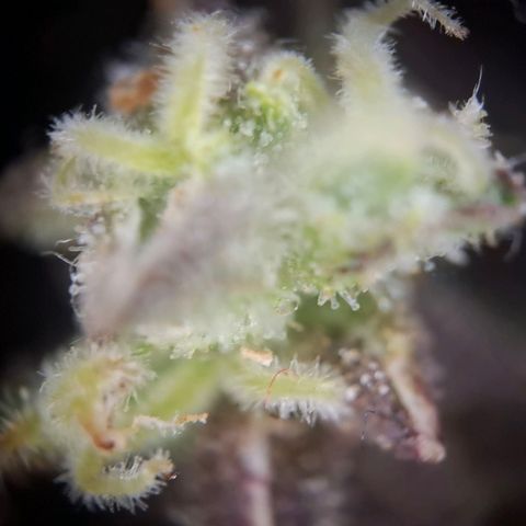 Acapulco Gold growlog timeline photo