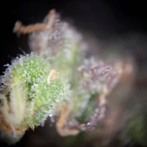 Acapulco Gold growlog timeline photo