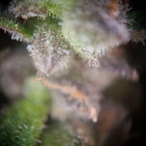 Acapulco Gold growlog timeline photo