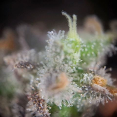 Acapulco Gold growlog timeline photo