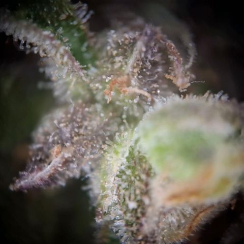 Acapulco Gold growlog timeline photo