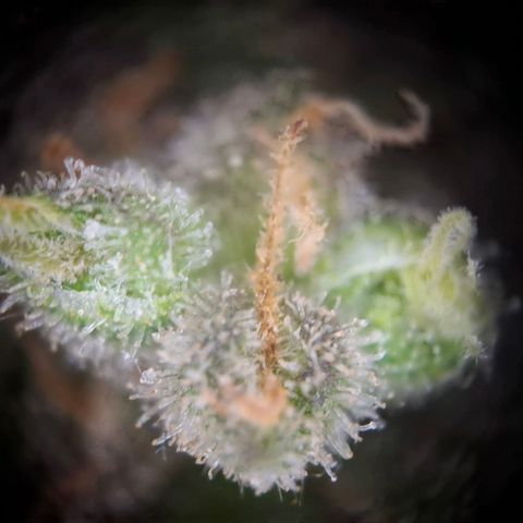Acapulco Gold growlog timeline photo
