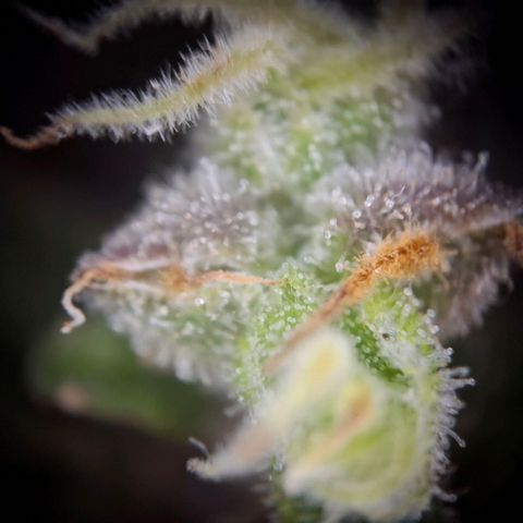 Acapulco Gold growlog timeline photo
