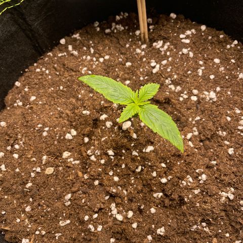 Cookies Gelato growlog photo: 1 Woche nach Keimung