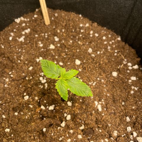 HulkBerry Automatic growlog photo: 1 Woche nach Keimung