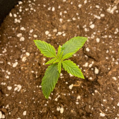 Wedding Cake Automatic growlog photo: 1 Woche nach Keimung