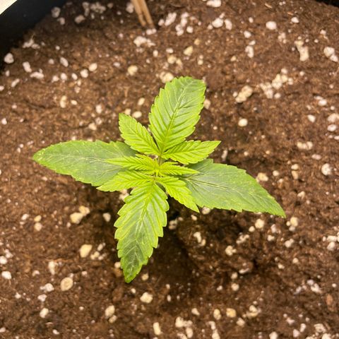 Cookies Gelato growlog timeline photo