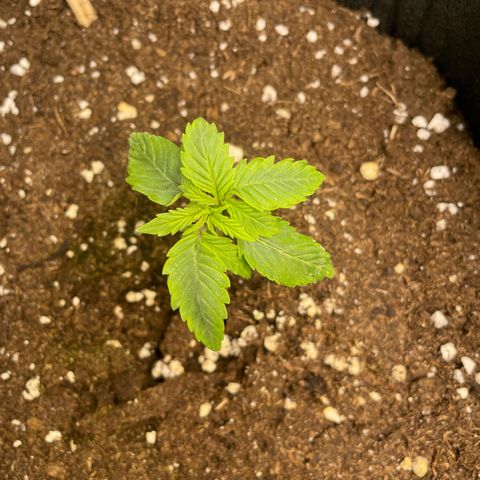 HulkBerry Automatic growlog timeline photo