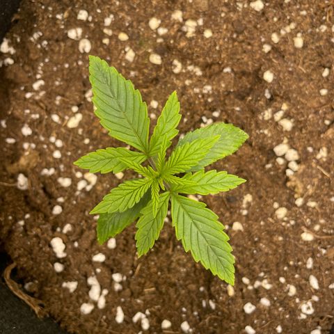Wedding Cake Automatic growlog timeline photo