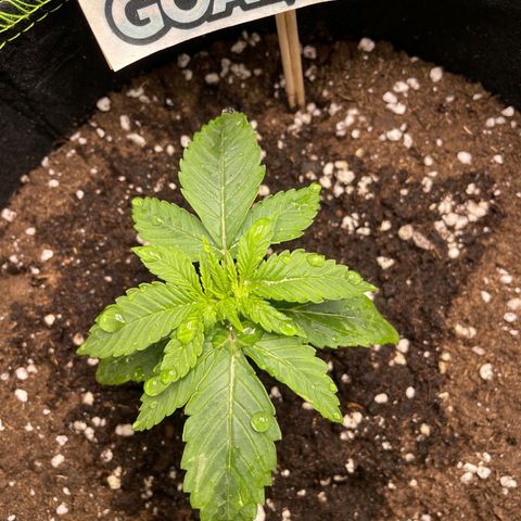 Cookies Gelato growlog timeline photo