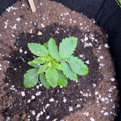 HulkBerry Automatic growlog timeline photo