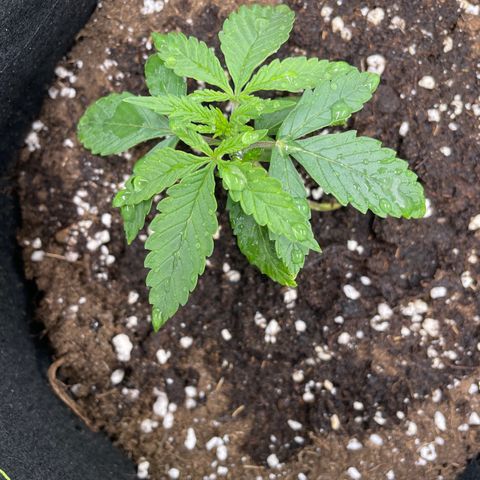 Wedding Cake Automatic growlog timeline photo