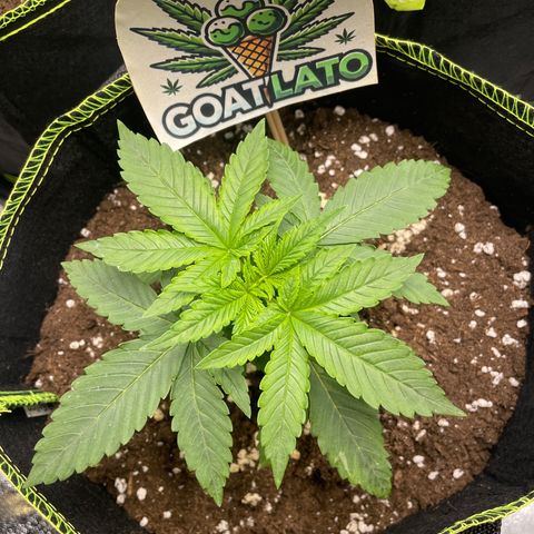Cookies Gelato growlog timeline photo