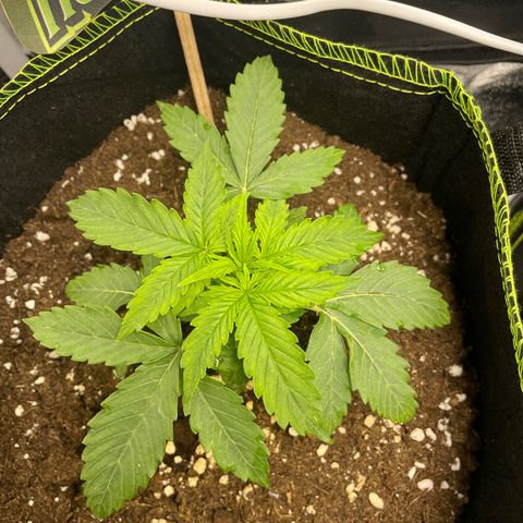HulkBerry Automatic growlog timeline photo