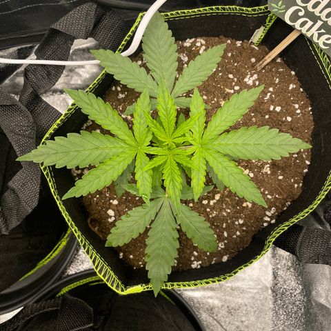 Wedding Cake Automatic growlog timeline photo