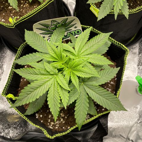 Cookies Gelato growlog timeline photo