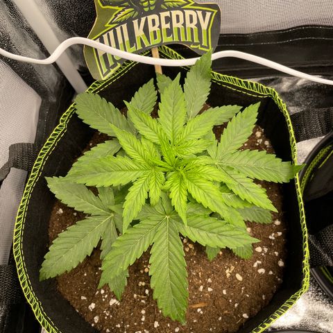 HulkBerry Automatic growlog timeline photo