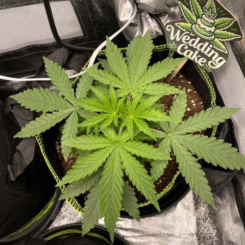 Wedding Cake Automatic growlog timeline photo