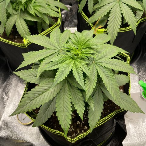 Cookies Gelato growlog timeline photo