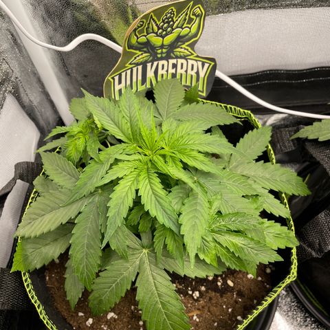 HulkBerry Automatic growlog timeline photo