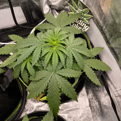 Wedding Cake Automatic growlog timeline photo