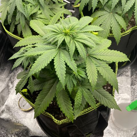 Cookies Gelato growlog timeline photo