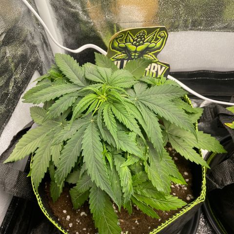 HulkBerry Automatic growlog timeline photo