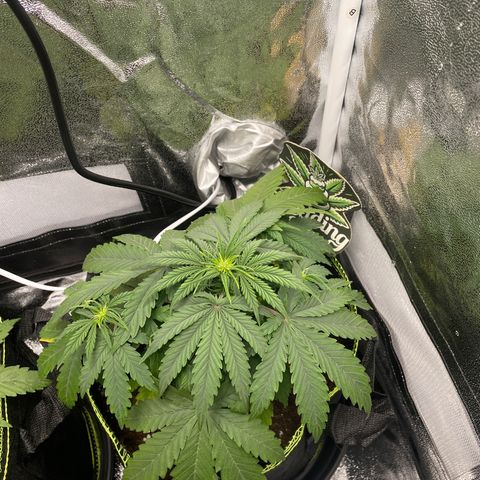Wedding Cake Automatic growlog timeline photo