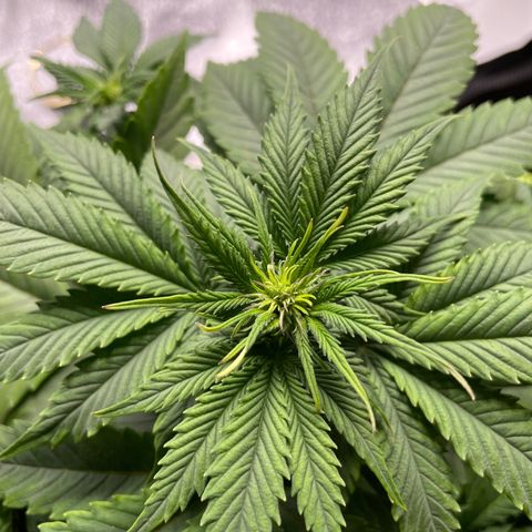 Cookies Gelato growlog timeline photo
