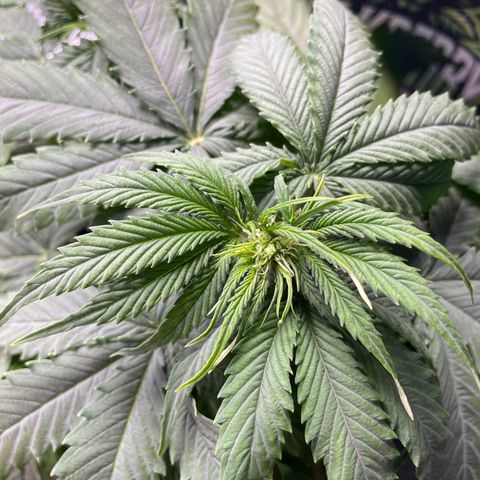 HulkBerry Automatic growlog timeline photo