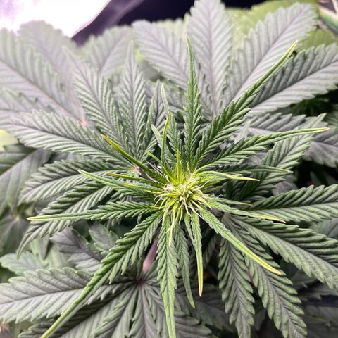 Wedding Cake Automatic growlog timeline photo