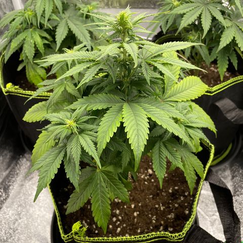 Cookies Gelato growlog timeline photo