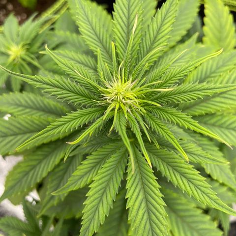 Cookies Gelato growlog timeline photo
